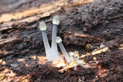 Mycena arcangeliana