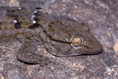 Tarentola annularis