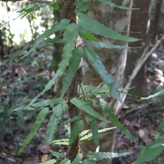 Lygodium reticulatum