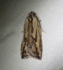 Cryptoptila immersana