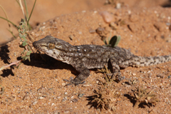 Tarentola annularis