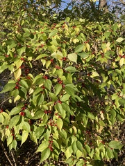 Lonicera maackii