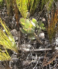 Adromischus caryophyllaceus