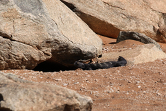 Uromastyx dispar