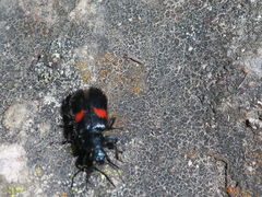 Astylus aulicus