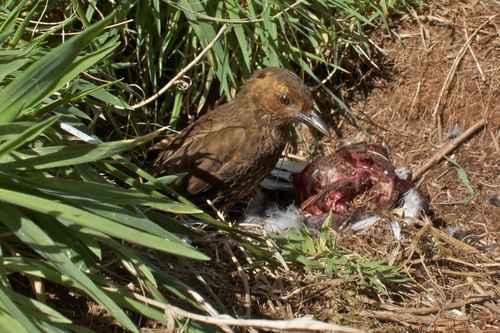 Turdus eremita