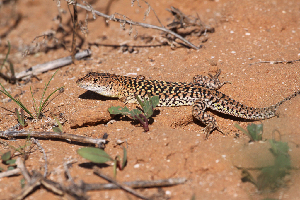 Busack's Fringe-Fingered Lizard