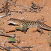 Busack's Fringe-fingered Lizard - Photo (c) Xavier Rufray, some rights reserved (CC BY-NC)