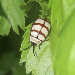 Alagoasa decemguttata