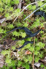 Geoglossum nigritum