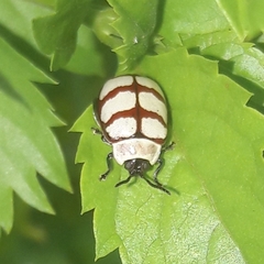 Alagoasa decemguttata