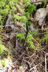 Geoglossum nigritum