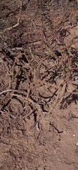 Cylindropuntia thurberi