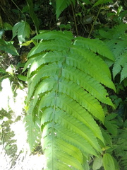 Pleocnemia irregularis