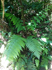 Pleocnemia irregularis