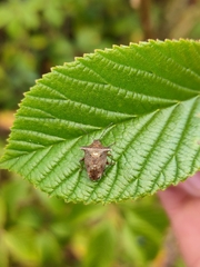 Bebaeus punctipes