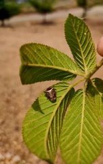 Bebaeus punctipes
