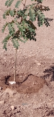 Fabaceae
