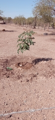 Fabaceae