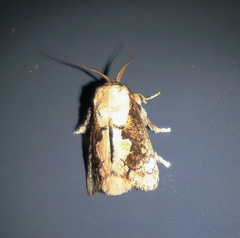 Mecytha fasciata