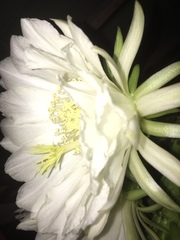 Trichocereus spachianus