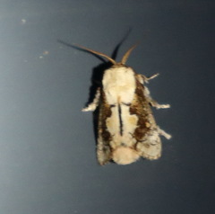 Mecytha fasciata