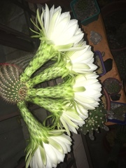 Trichocereus spachianus