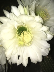 Trichocereus spachianus