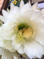 Trichocereus spachianus