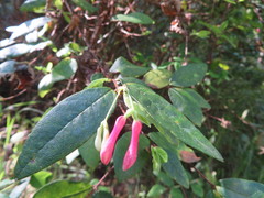 Lonicera mexicana