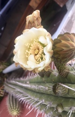 Trichocereus chiloensis