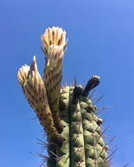 Trichocereus chiloensis