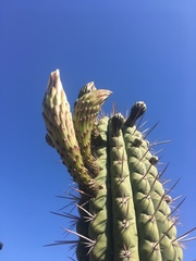 Trichocereus chiloensis