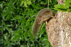 Sciurus aestuans
