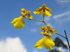 Oncidium oblongatum