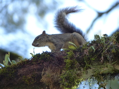 Sciurus aestuans
