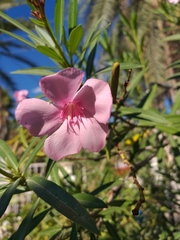 Nerium oleander