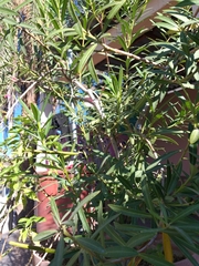Nerium oleander