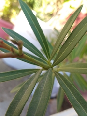 Nerium oleander