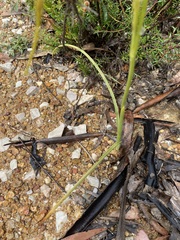 Diuris dendrobioides