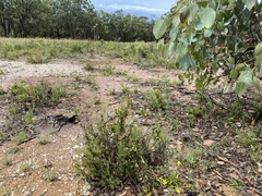 Diuris dendrobioides