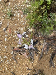 Diuris dendrobioides