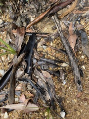 Diuris dendrobioides