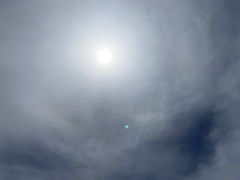 Diuris dendrobioides