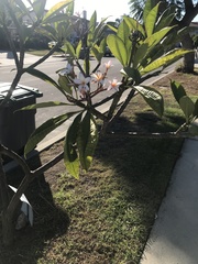 Plumeria