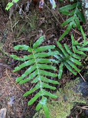 Polypodium scouleri image