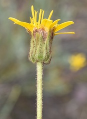 Heterolepis peduncularis