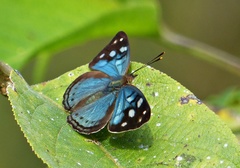 Dynamine tithia tithia