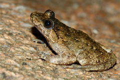 Corsican Painted Frog photo 4