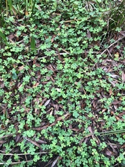 Marsilea minuta